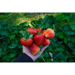 ความรู้สำหรับมือใหม่ปลูกสตอเบอรี่ 🍓🍓