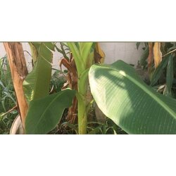 ขาย กล้วยไข่พันธุ์กำแพงเพชร ในราคา ฿60 ซื้อได้ที่