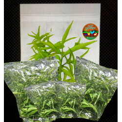 สดจากไร่ ยอดอ่อนใบเสลดพังพอน หรือพญายอ หรือพญาปล้องทอง(ตัวเมีย) ผลิตภัณฑ์ธรรมชาติจาก “บ้านไร่บุณยาพร”