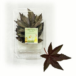 ใบชบาเมเปิลสด (ใบไม้ทานได้) 15 กรัม (สินค้าแช่เย็น) (05-8506)