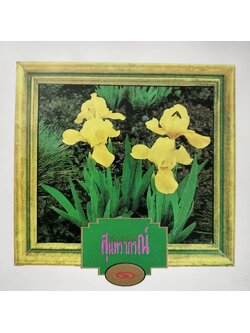 สุนทราภรณ์ – ดาวรุ่ง 1 / โค้ด P+O / แผ่นดี