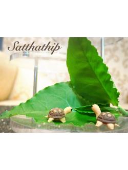 เต่า - โมเดลเต่า - เต่าดินปั้น - โมเดลสัตว์ - โมเดลสัตว์เลี้ยง - ตุ๊กตาสัตว์ดินปั้น - Animal model