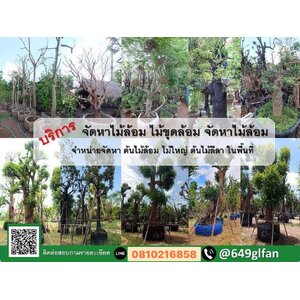 ไม้ล้อมไม้ประดับ กรุงเทพและเขตปริมณฑล