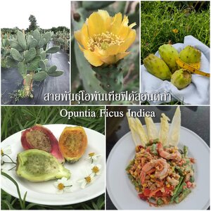 ฟิคัสอินดิก้า O. Ficus Indica