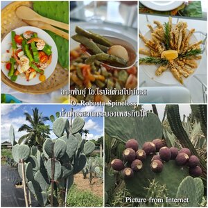 โรบัสต้าสไปน์เลส O.Robusta Spineless