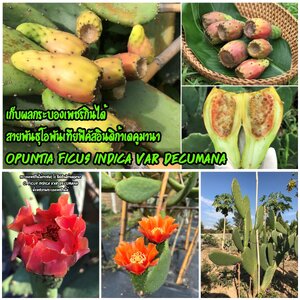 ฟิคัสอินดิก้าเดคูมานา O.Ficus Indica var Decumana