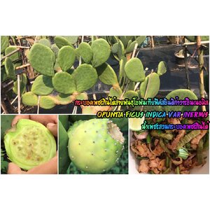 ฟิคัสอินดิก้าอินเนอมิส O.Ficus Indica var Inermis