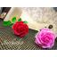 ดอกกุหลาบ สีชมพู ประดิษฐ์จากดิน - ดอกกุหลาบ - Rose Flower