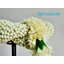 พวงมาลัยดอกรัก - พวงมาลัยดอกรักเกลียว - พวงมาลัยดอกรักเกลียวประดิษฐ์