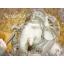 พระพิฆเนศ ปางสัมปทายะคเณศ (เรซิ่น แต่งองค์) - Ganesha: Lord of Success