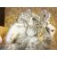 พระพิฆเนศ ปางสัมปทายะคเณศ (เรซิ่น แต่งองค์) - Ganesha: Lord of Success