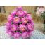 พานดอกบัว (สีชมพูอมม่วง) - พานดอกบัว ประดิษฐ์จากดิน - Phan bush