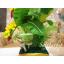ต้นกล้วย - ต้นกล้วย ประดิษฐ์จากดิน - Banana tree