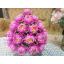 พานดอกบัว (สีชมพูอมม่วง) - พานดอกบัว ประดิษฐ์จากดิน - Phan bush