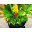 ต้นกล้วย - ต้นกล้วย ประดิษฐ์จากดิน - Banana tree