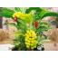 ต้นกล้วย - ต้นกล้วย ประดิษฐ์จากดิน - Banana tree