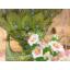 ดอกชบา ประดิษฐ์จากดิน - ดอกชบา - Chinese rose