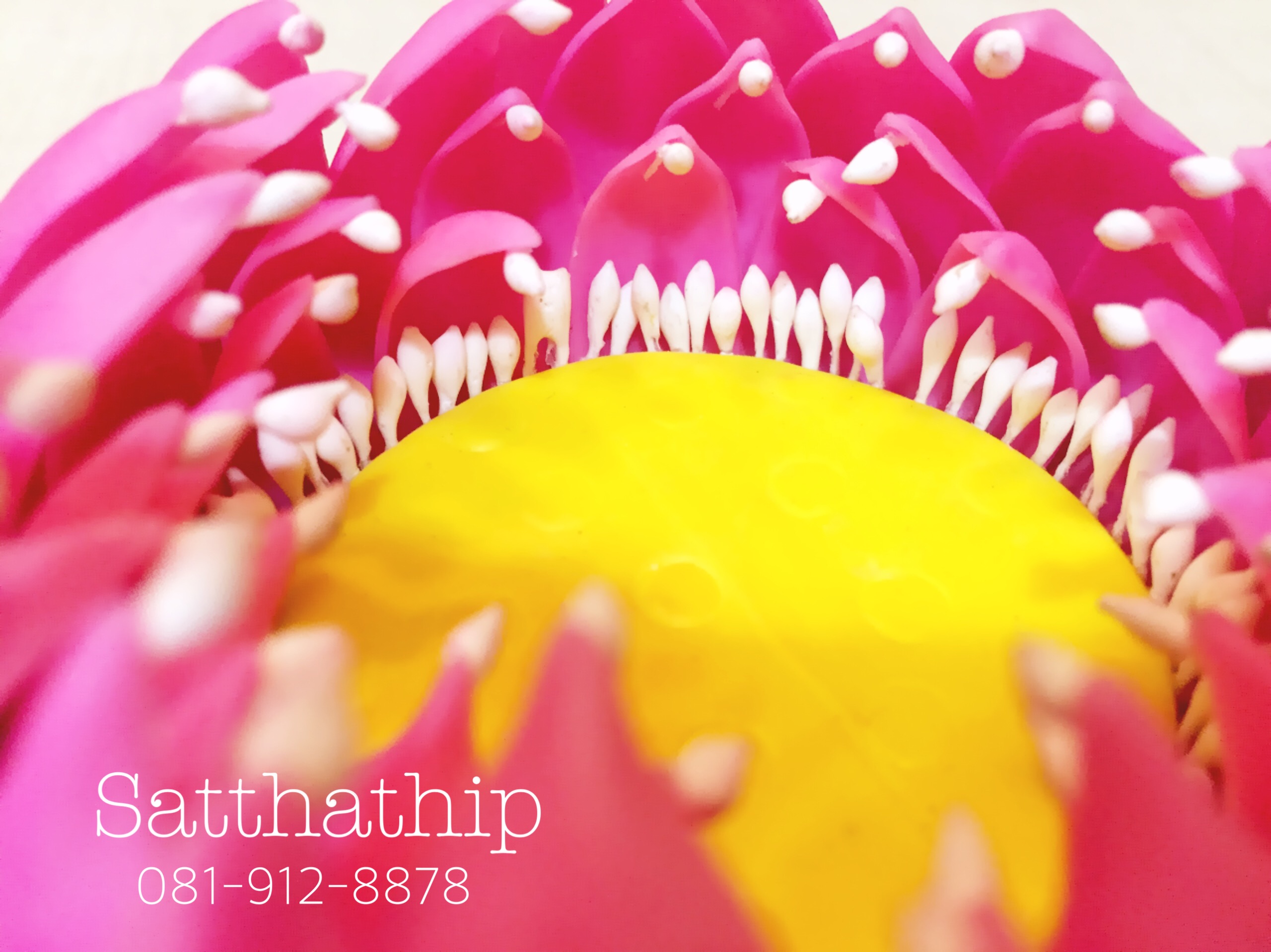 ถาดบัว ประดิษฐ์จากดิน - ฐานบัว ประดิษฐ์จากดิน - พานบัว ประดิษฐ์จากดิน - ถาดบัวดินปั้น - ฐานบัวดินปั้น - พานบัวดินปั้น - ฐานรองพระ - Tray