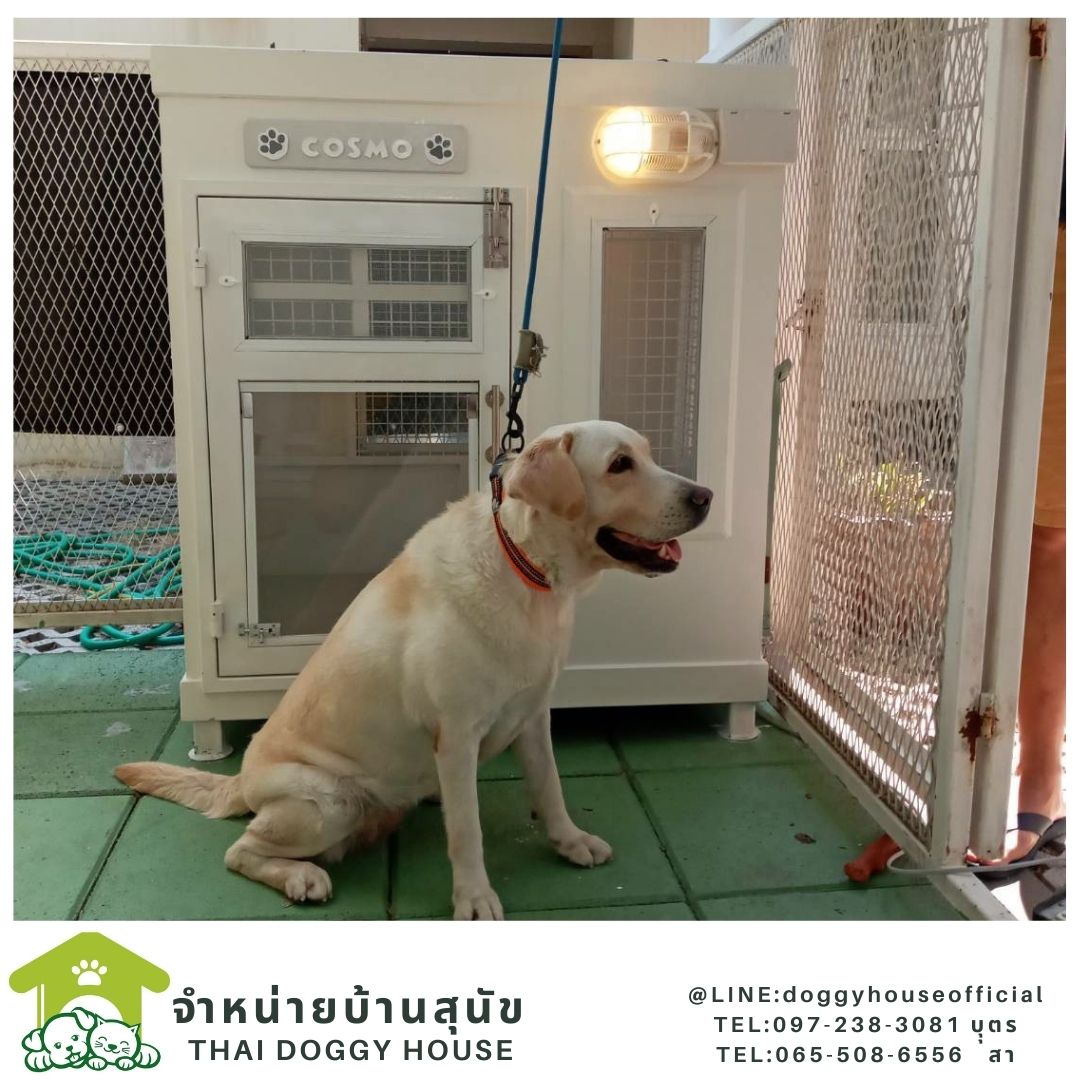 บ้านหมา ทรงBOX