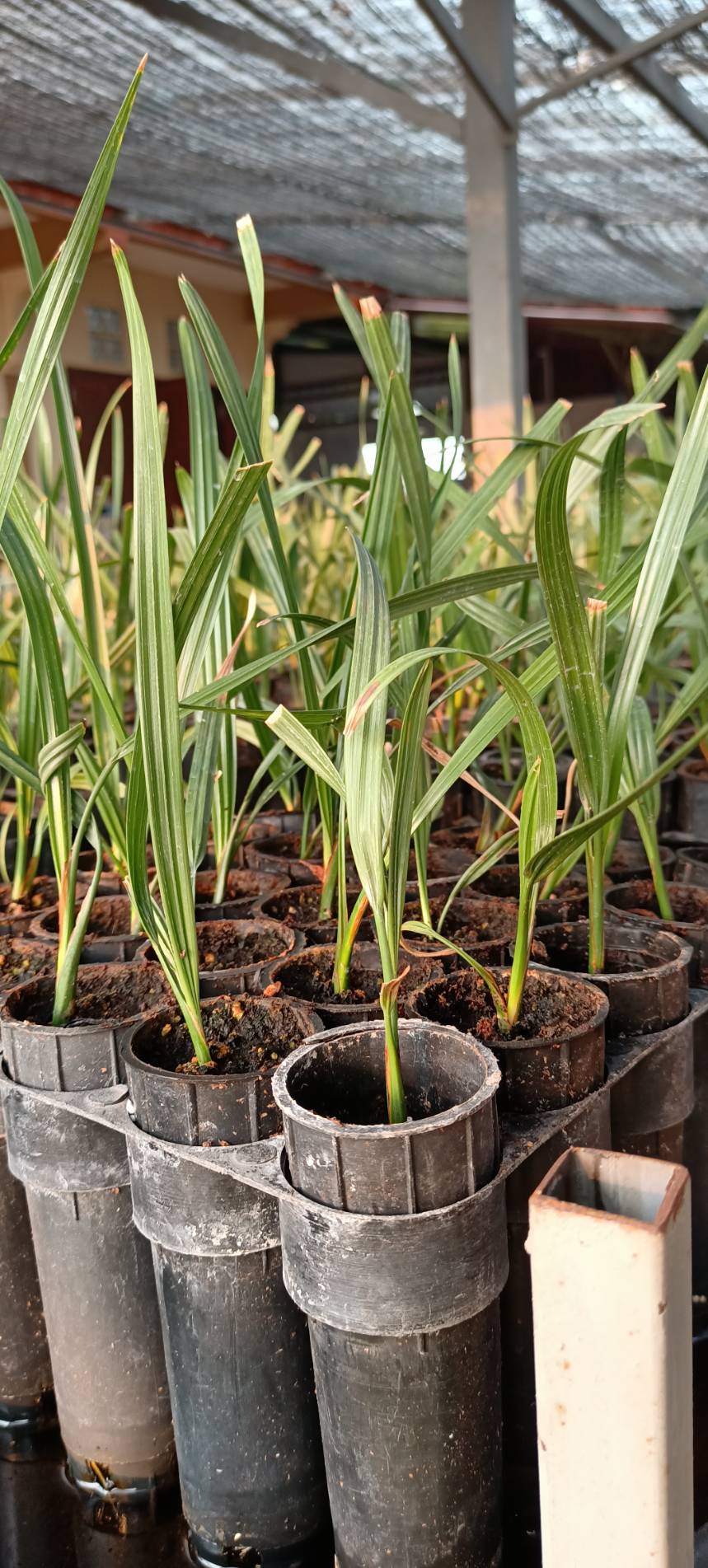 อินทผลัม เพาะเนื้อเยื่อ สายพันธุ์บาฮี อิหร่าน (ตอปิโด)