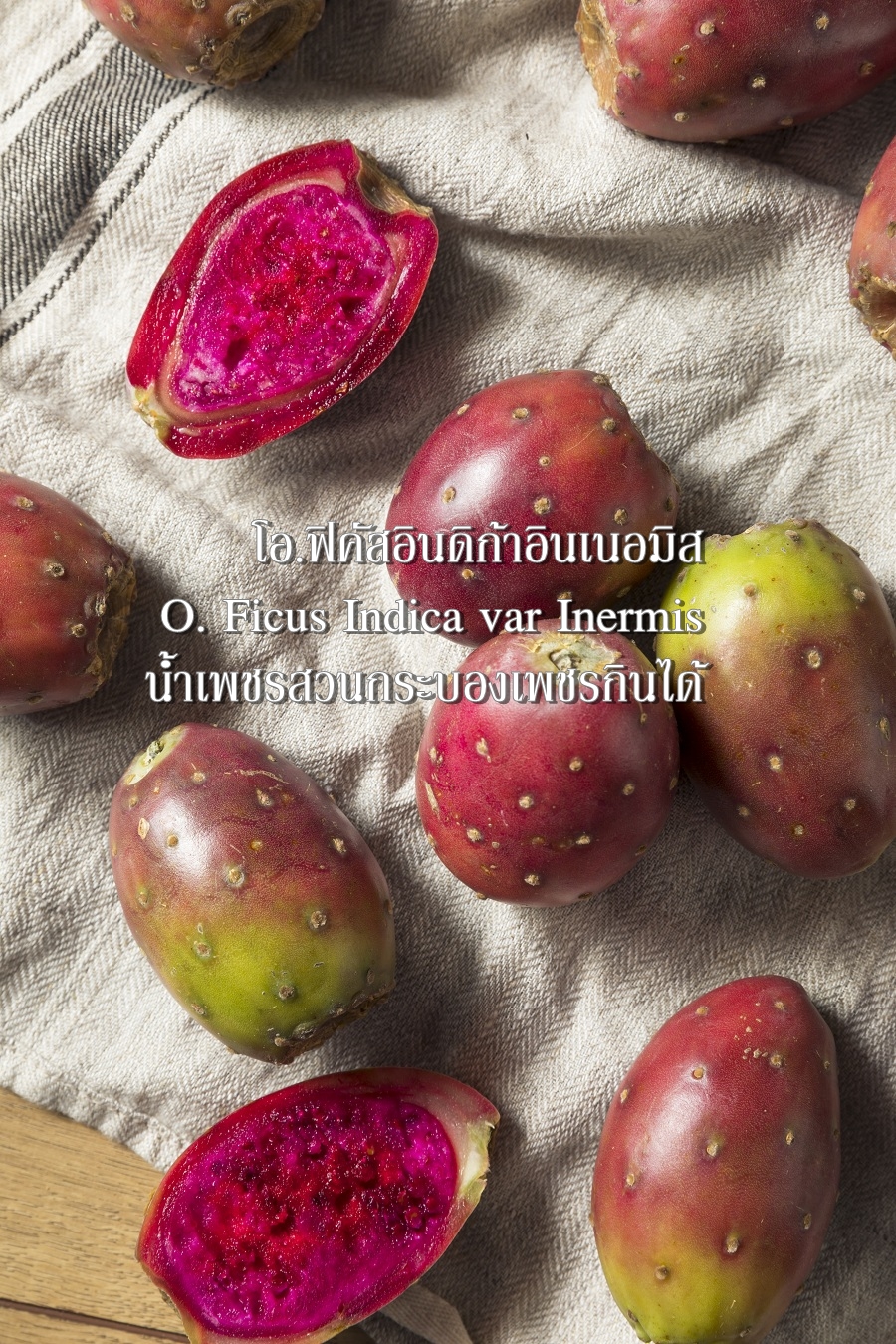 ต้นกระบองเพชรกินได้สายพันธุ์ โอ.ฟิคัสอินดิก้าอินเนอมิส O. Ficus Indica var Inermis ขนาดใหญ่กราฟบนตอเสมาแพดอวบหนาทรงสวยมาก