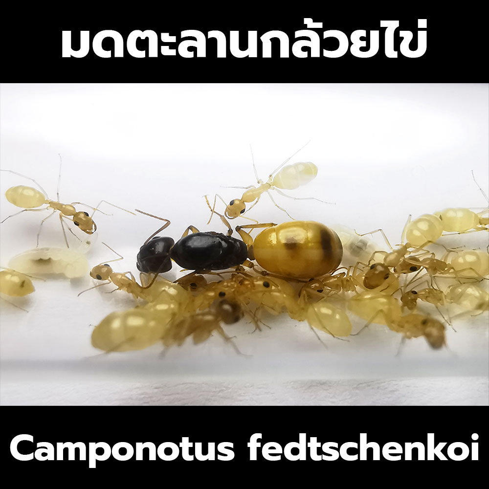 มดตะลานกล้วยไข่ Camponotus fedtschenkoi