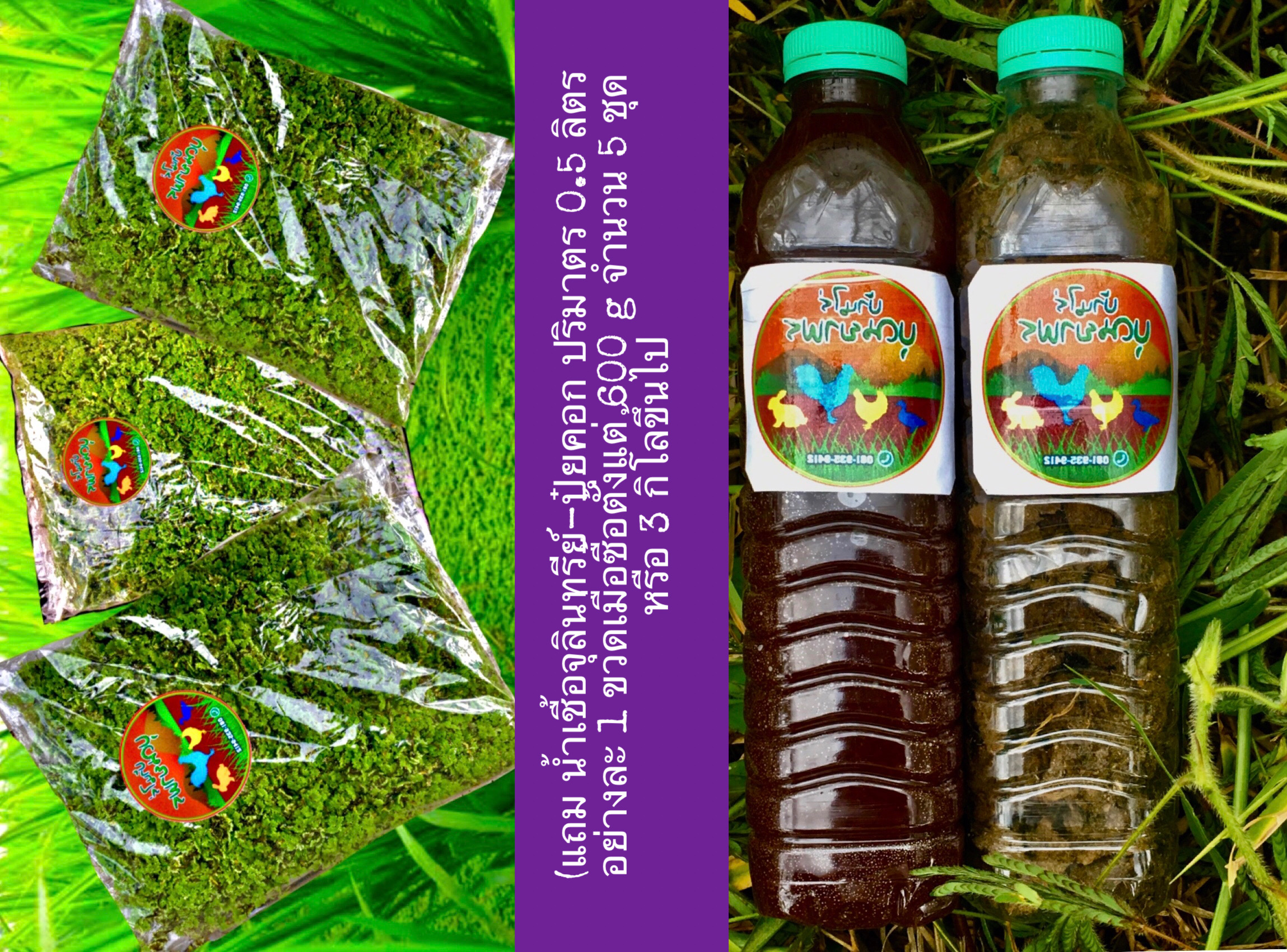 สดจากไร่ แหนแดงพันธุ์เกษตร 1000 กรัม ราคาเริ่มต้น 59฿ อะซอลล่า ไมโครฟิลล่า สายพันธุ์กรมวิชาการเกษตร(เลี้ยงง่าย ขยายเร็ว) ถ่ายจากสถานที่จริง