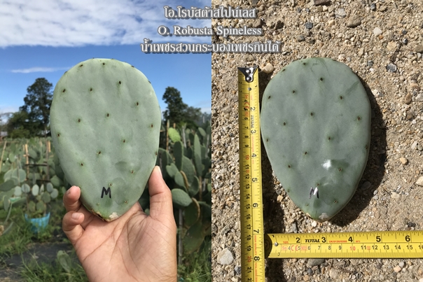 พันธุ์กระบองเพชรกินได้สายพันธุ์โอ.โรบัสต้าสไปน์เลส O. Robusta Spineless ขนาดมาตรฐาน 3 ขนาด ตัดสดทาเร่งราก