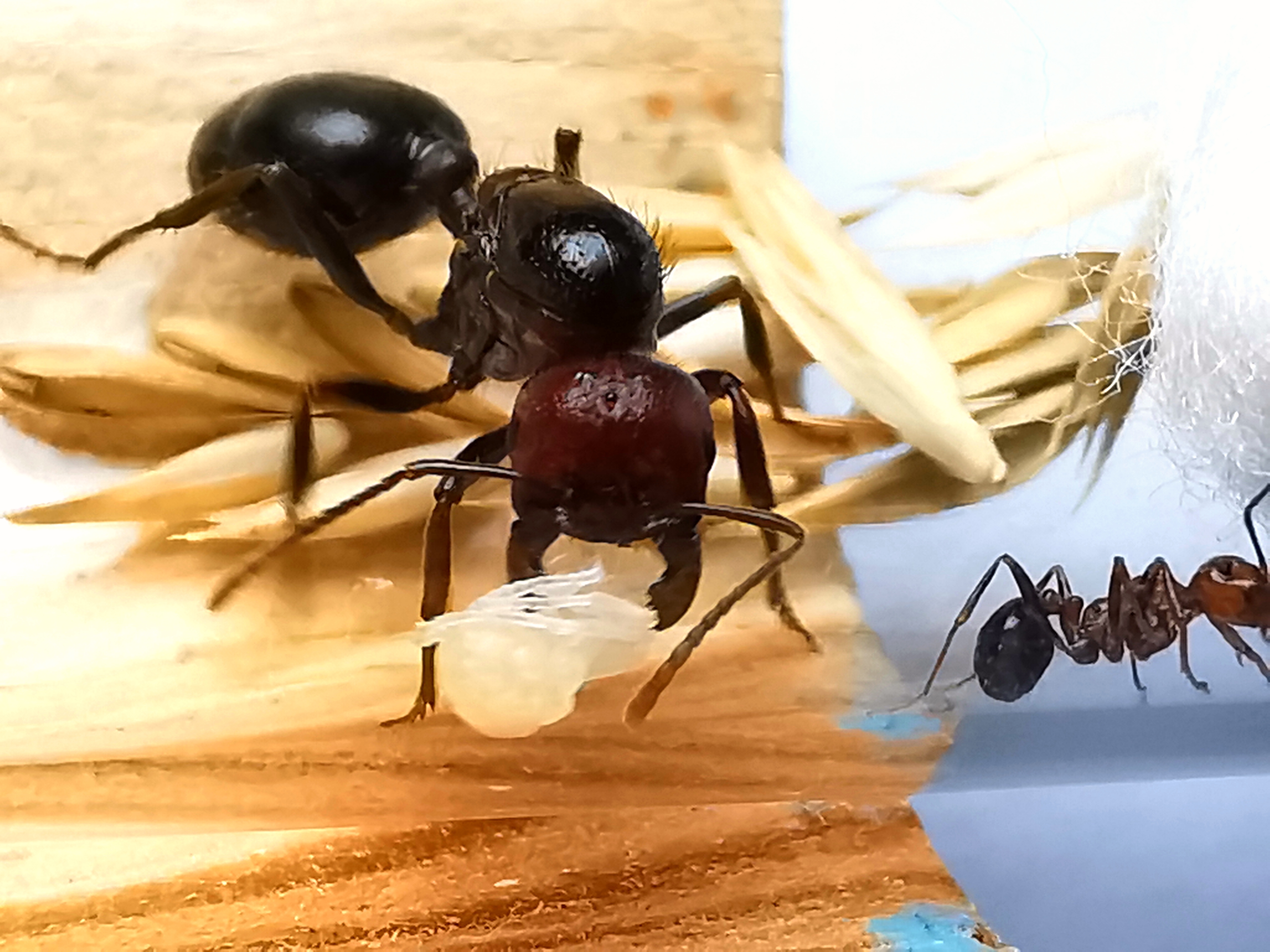 มดเมล็ดพืช Messor aegyptiacus
