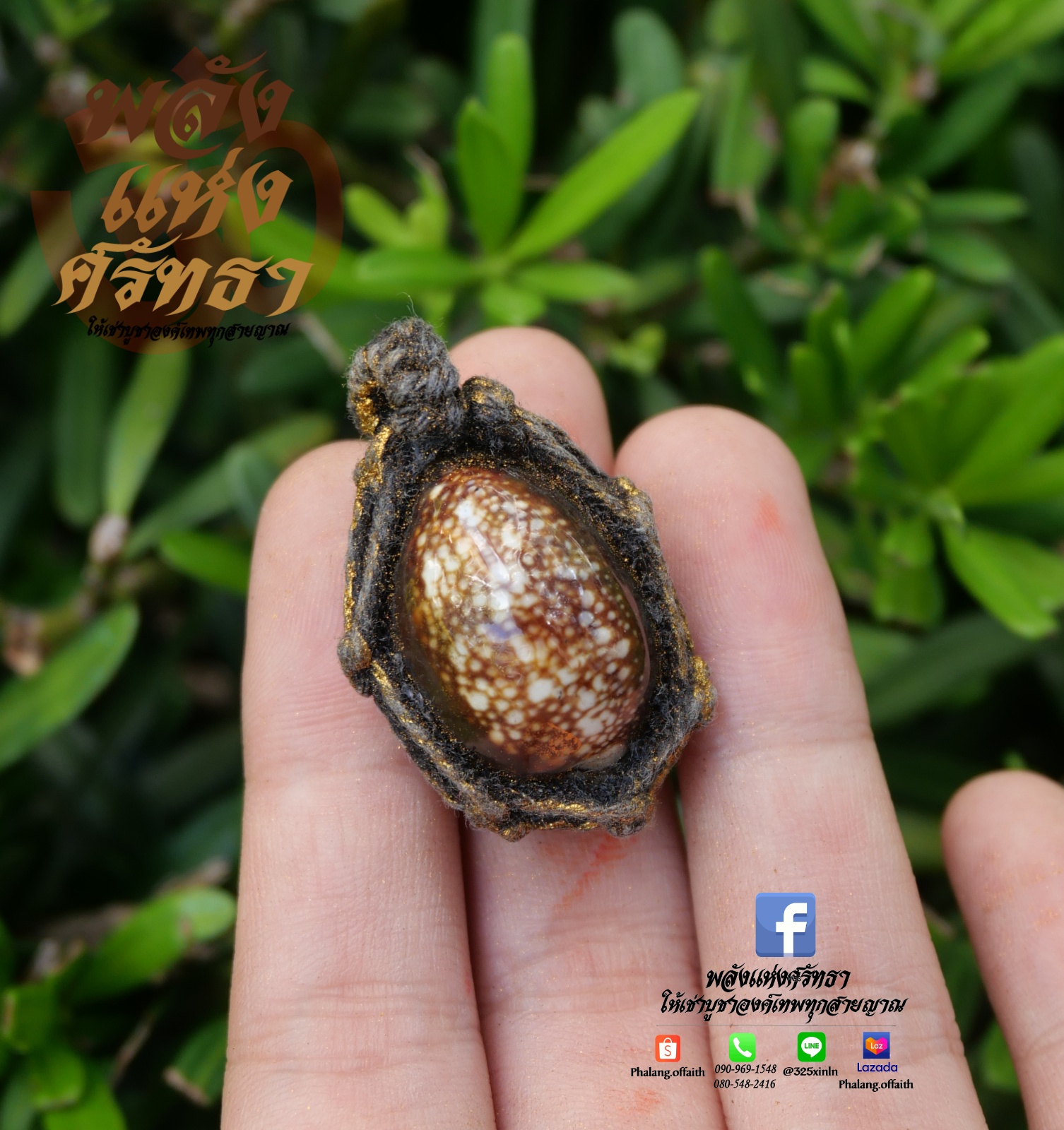 เบี้ยแก้ ชิ้นเล็ก หอยเบี้ยแก้ พกติดตัว ขจัดคุณไสยมนต์ดำและสิ่งไม่ดี