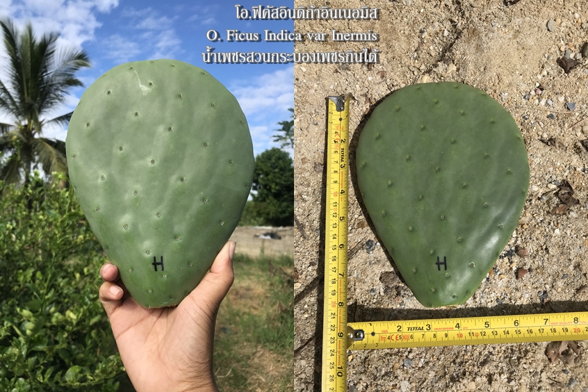 พันธุ์กระบองเพชรกินได้สายพันธุ์ โอ.ฟิคัสอินดิก้าอินเนอมิส O. Ficus Indica var Inermis ขนาดมาตรฐาน 3 ขนาด ตัดสดทาเร่งราก