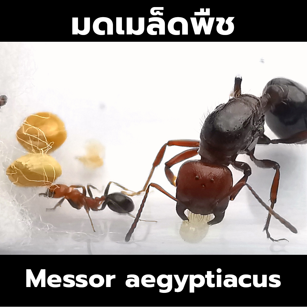 มดเมล็ดพืช Messor aegyptiacus