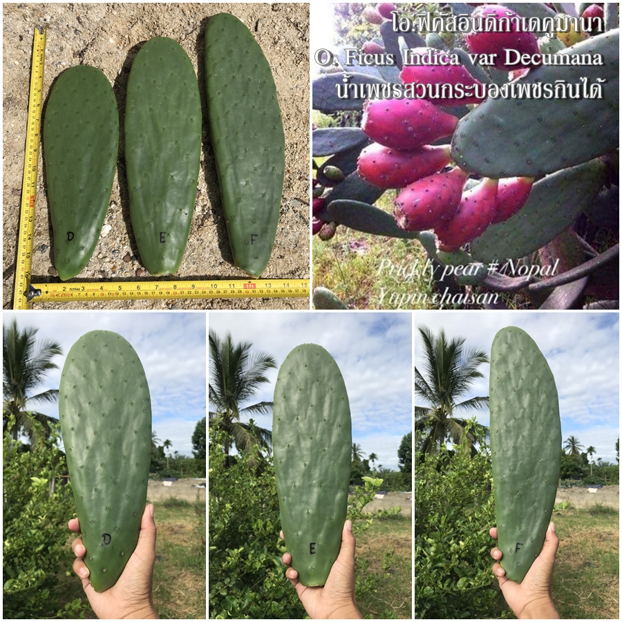 พันธุ์กระบองเพชรกินได้สายพันธุ์โอ.ฟิคัสอินดิก้าเดคูมานา O. Ficus Indica var Decumana ขนาดมาตรฐาน 3 ขนาด ตัดสดทาเร่งราก