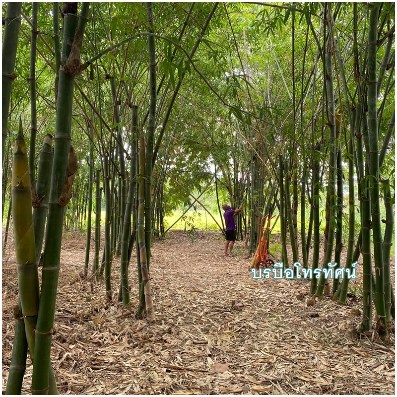 รถเข็นของตลาดสด10นิ้วM #รถเข็นตะกร้าผัก รถเข็นเหล็ก 2 ล้อฐานโค้ง(เข็นน้ำ เข้นน้ำแข็ง เข็นของ)