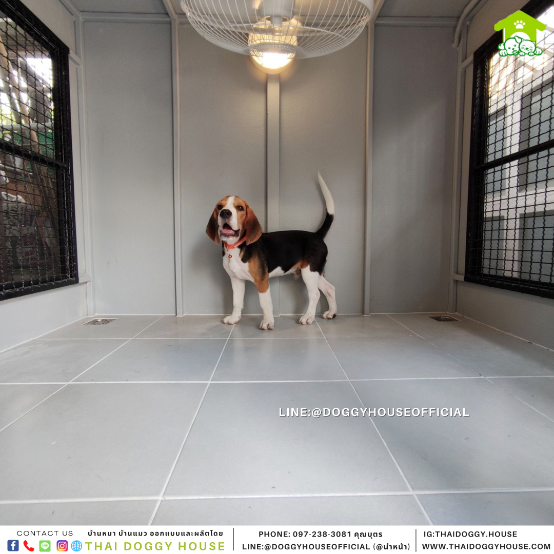 บ้านหมา รุ่นนิยม แบบบ้าน Box style