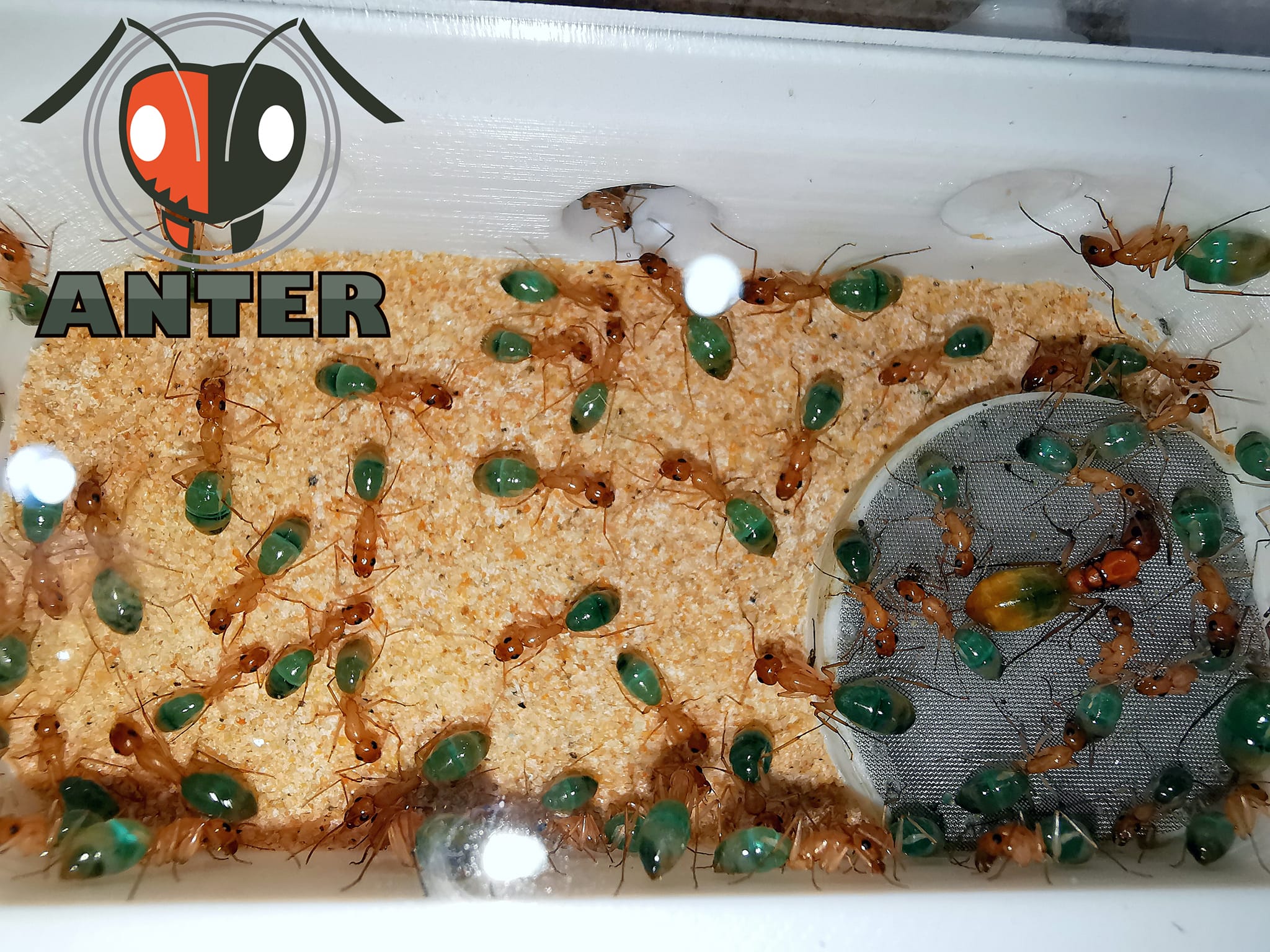 มดตะลานกล้วยหอม Camponotus turcestanus
