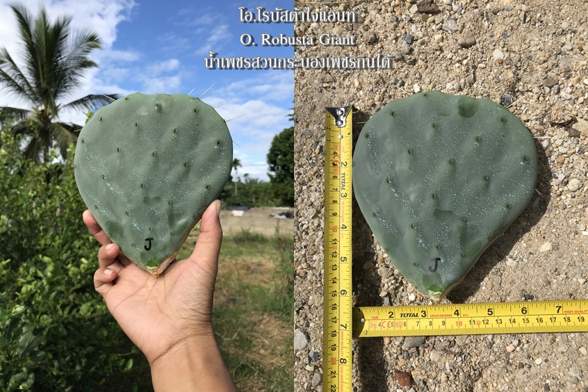 พันธุ์กระบองเพชรกินได้สายพันธุ์โอ.โรบัสต้าไจแอนท์ O. Robusta Giant ขนาดมาตรฐาน 3 ขนาด ตัดสดทาเร่งราก