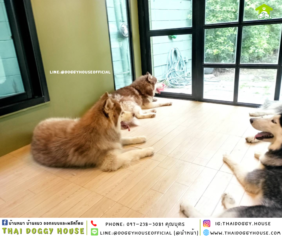 บ้านหมา รองรับการติดแอร์ แบบบ้าน 𝑵𝒐𝒓𝒅𝒊𝒄 𝒔𝒕𝒚𝒍𝒆