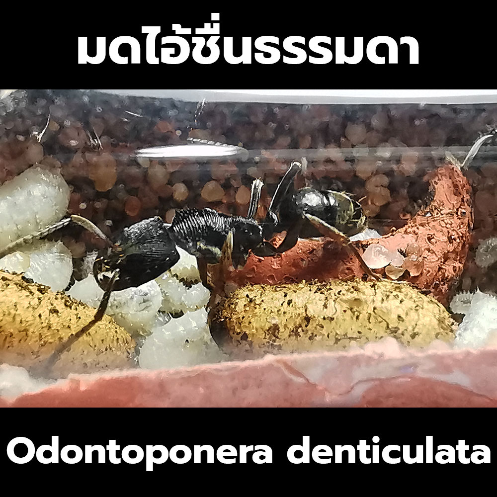 มดไอ้ชื่นธรรมดา Odontoponera denticulata