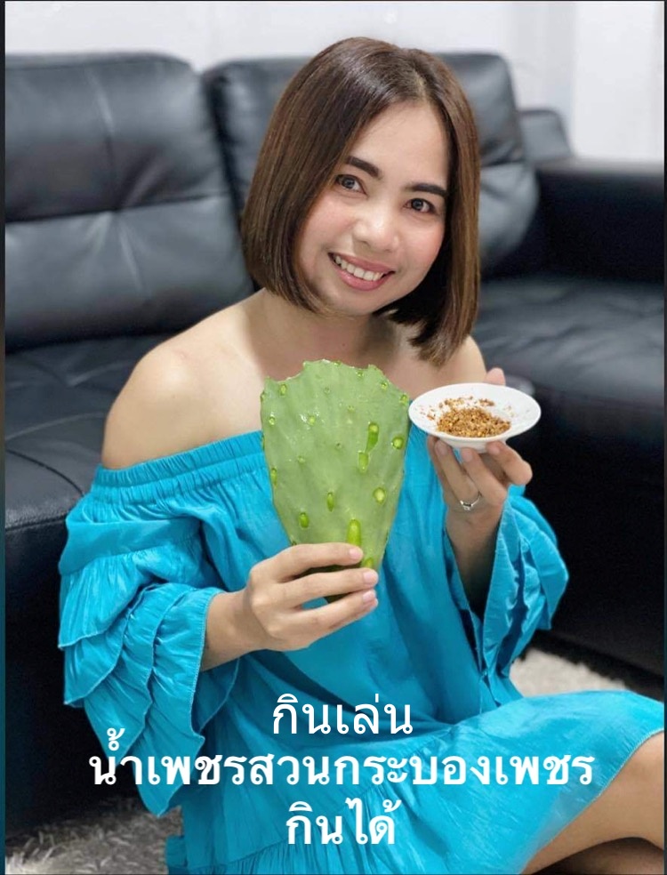 พันธุ์กระบองเพชรกินได้สายพันธุ์โอ.วุลการิส O. Vulgaris ขนาดมาตรฐาน 3 ขนาด ตัดสดทาเร่งราก