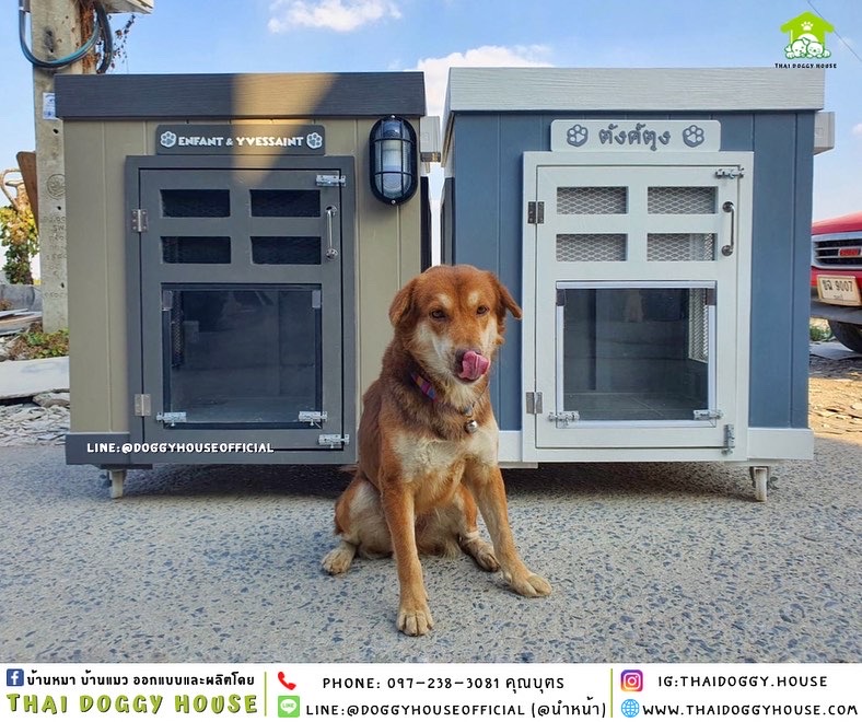 บ้านหมา ทรง BOX