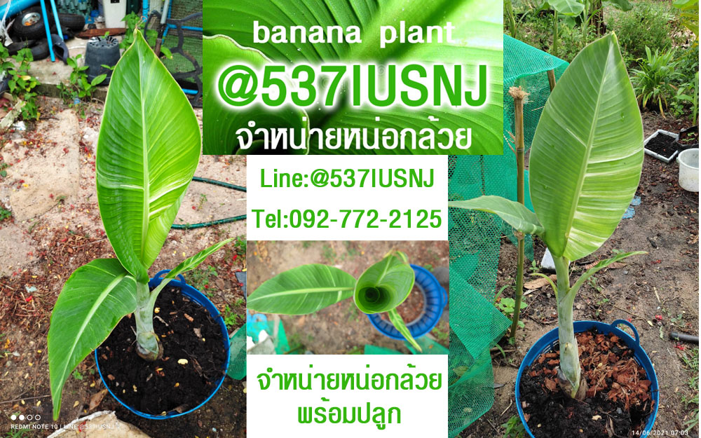 bananaplant