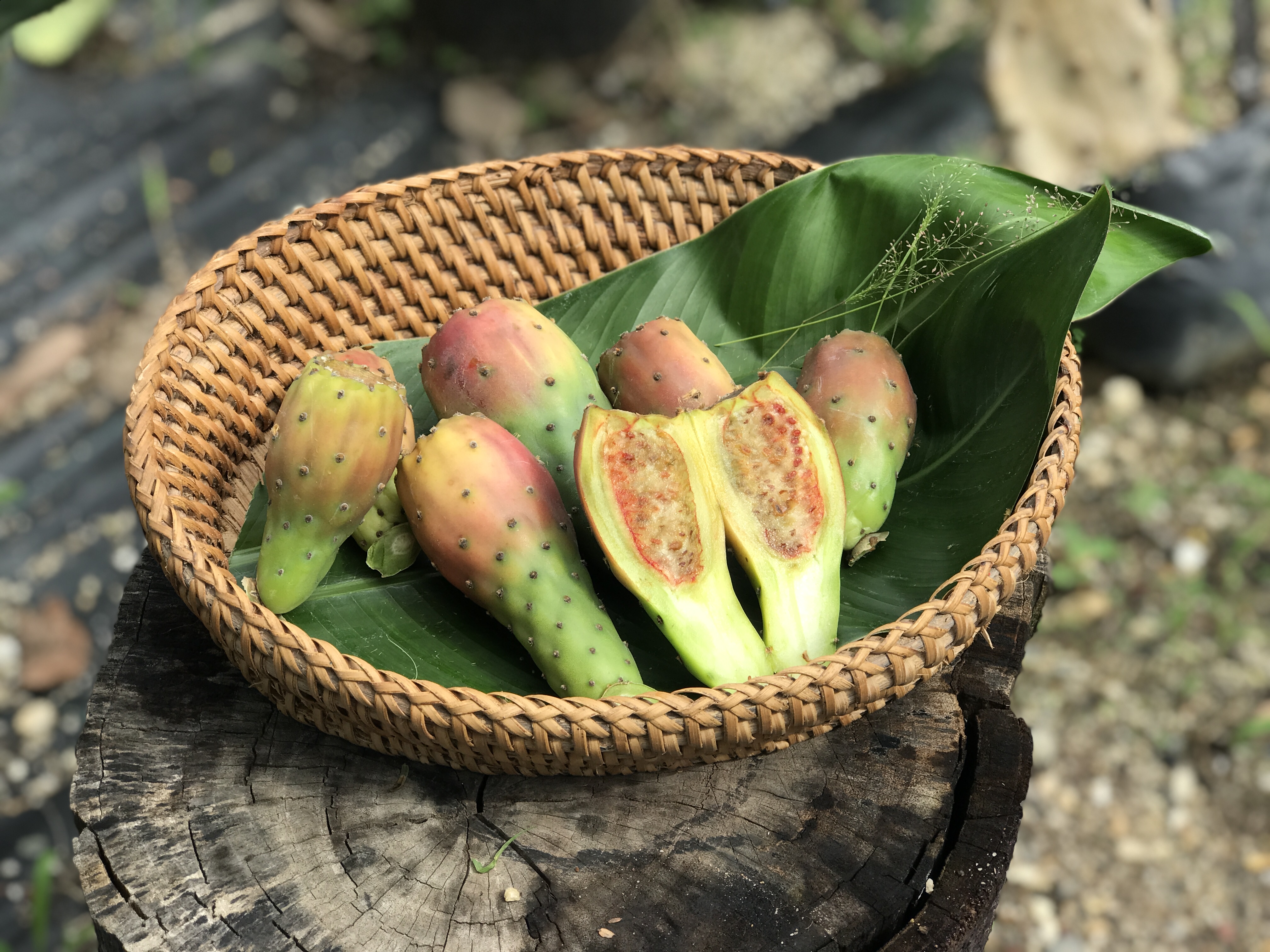 พันธุ์ "มะรุ่ง" No.2B รหัส" DC-PA-B1-5 กระบองเพชรกินได้ สายพันธุ์โอพันเทียฟิคัสอินดิก้า-เดคูมานา Opuntia Ficus Indica var Decumana 5 ขนาด ตัดสด