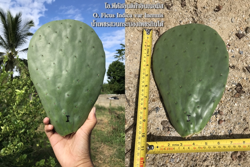 พันธุ์กระบองเพชรกินได้สายพันธุ์ โอ.ฟิคัสอินดิก้าอินเนอมิส O. Ficus Indica var Inermis ขนาดมาตรฐาน 3 ขนาด ตัดสดทาเร่งราก