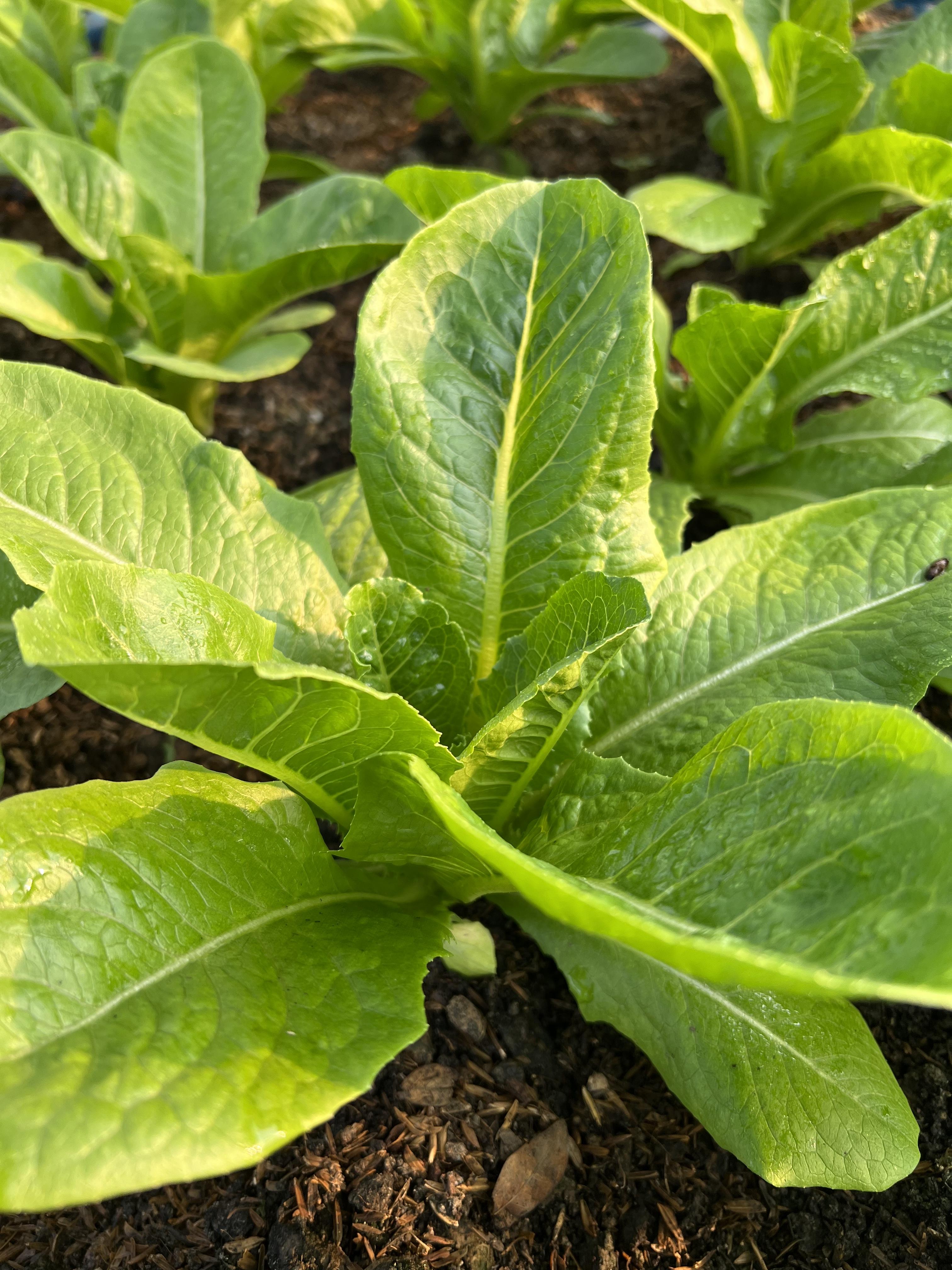 กรีนโอ๊ค เรดโอ๊ค กรีนคอส ผักสลัดไฮโดรโปรนิกส์ สดจากไร่ ผ่านระบบโรงเรือนบ้านไร่บุณยาพร ผักปลอดสาร 100%