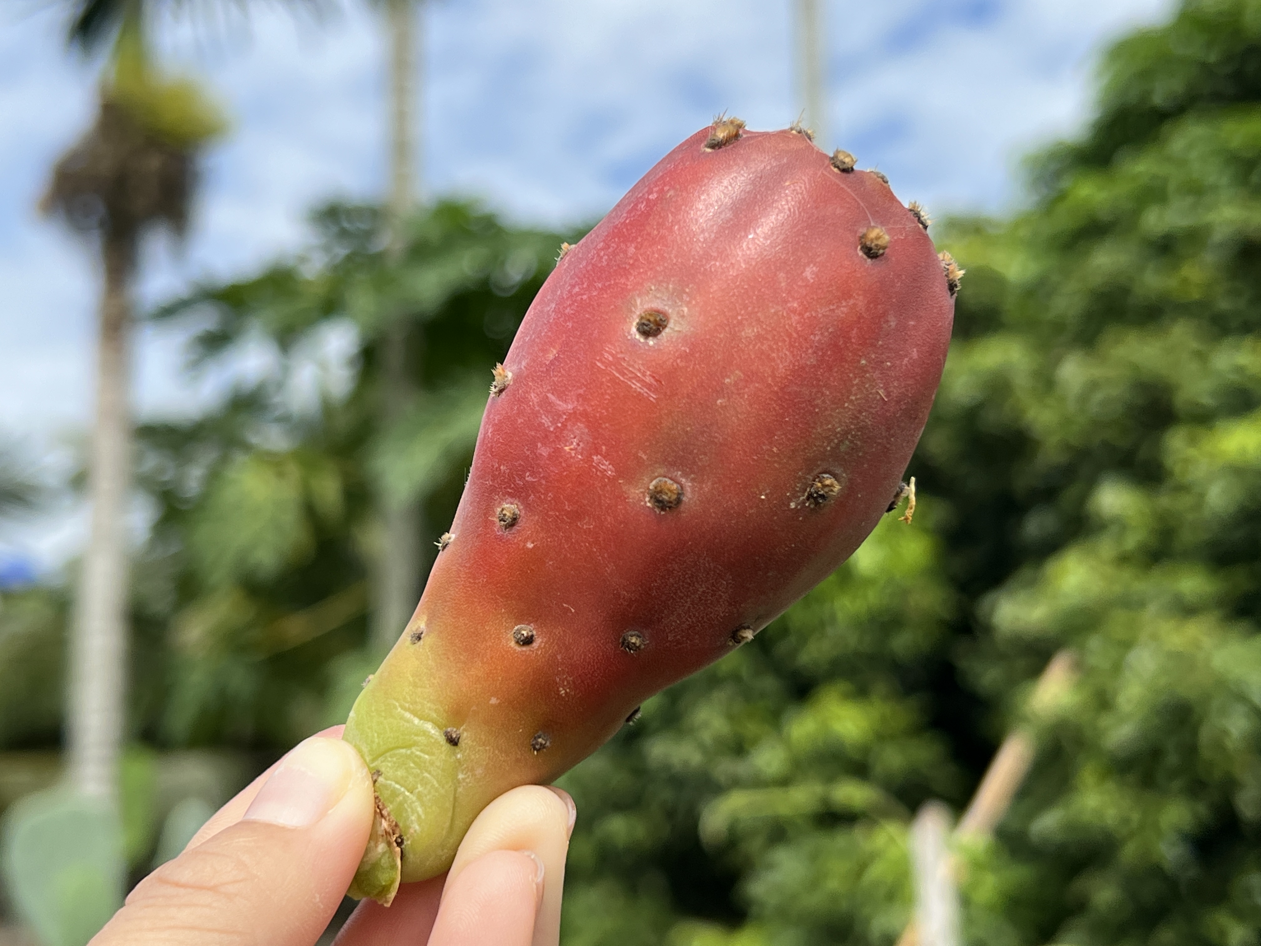 พันธุ์ "มะรุ่ง" No.2B รหัส" DC-PA-B1-5 กระบองเพชรกินได้ สายพันธุ์โอพันเทียฟิคัสอินดิก้า-เดคูมานา Opuntia Ficus Indica var Decumana 5 ขนาด ตัดสด