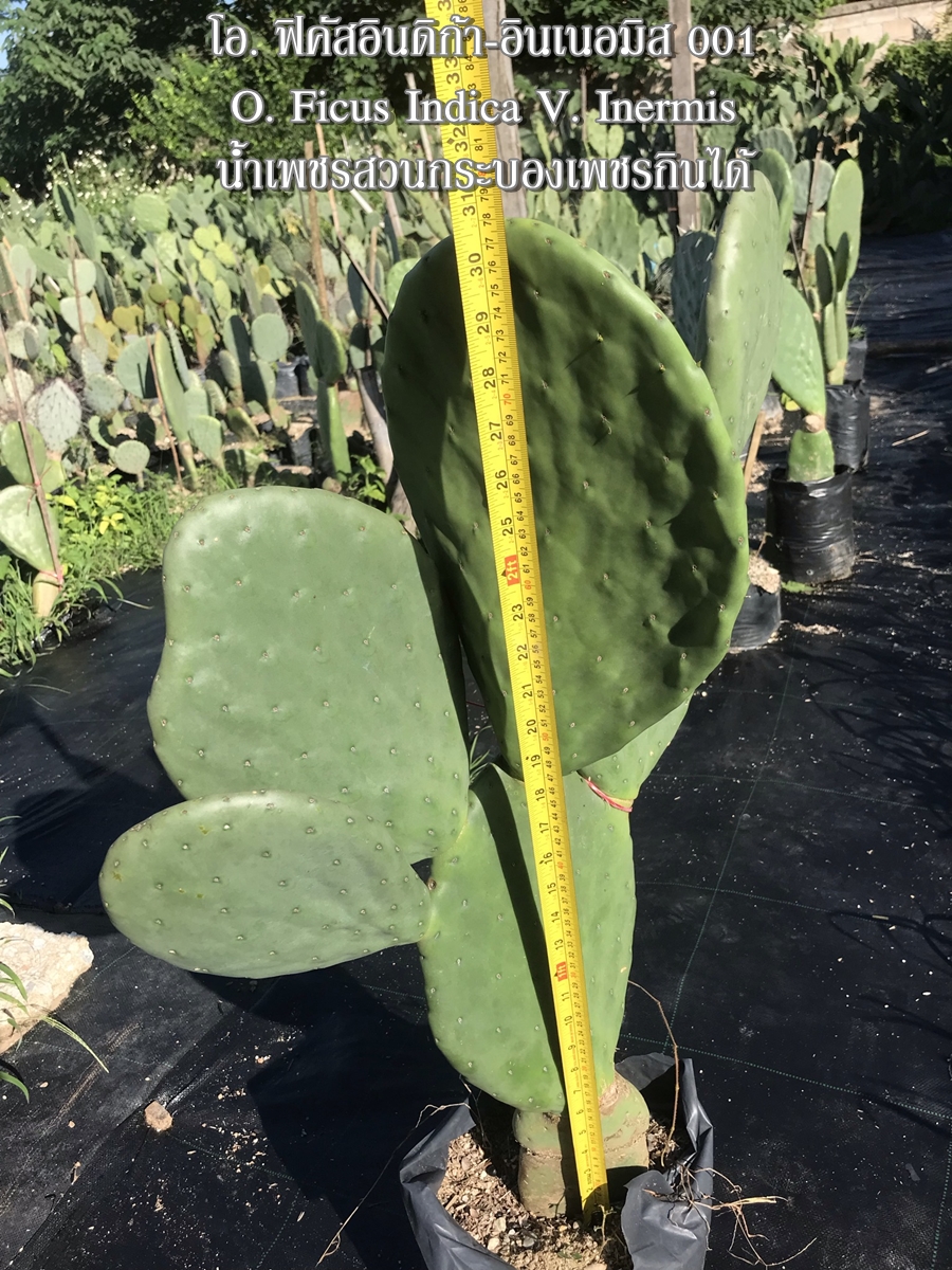 ต้นกระบองเพชรกินได้สายพันธุ์ โอ.ฟิคัสอินดิก้าอินเนอมิส O. Ficus Indica var Inermis ขนาดใหญ่กราฟบนตอเสมาแพดอวบหนาทรงสวยมาก