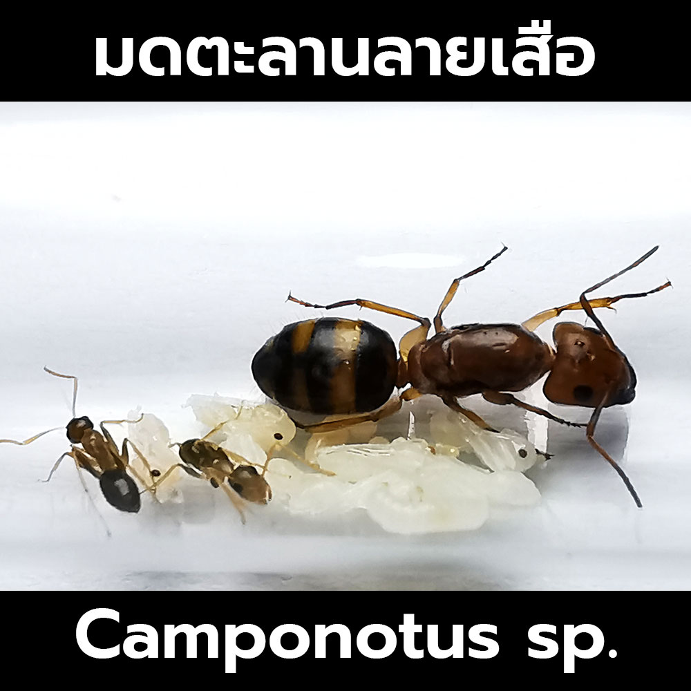 มดตะลานลายเสือ พร้อมมดงาน Camponotus maculatus subnudus