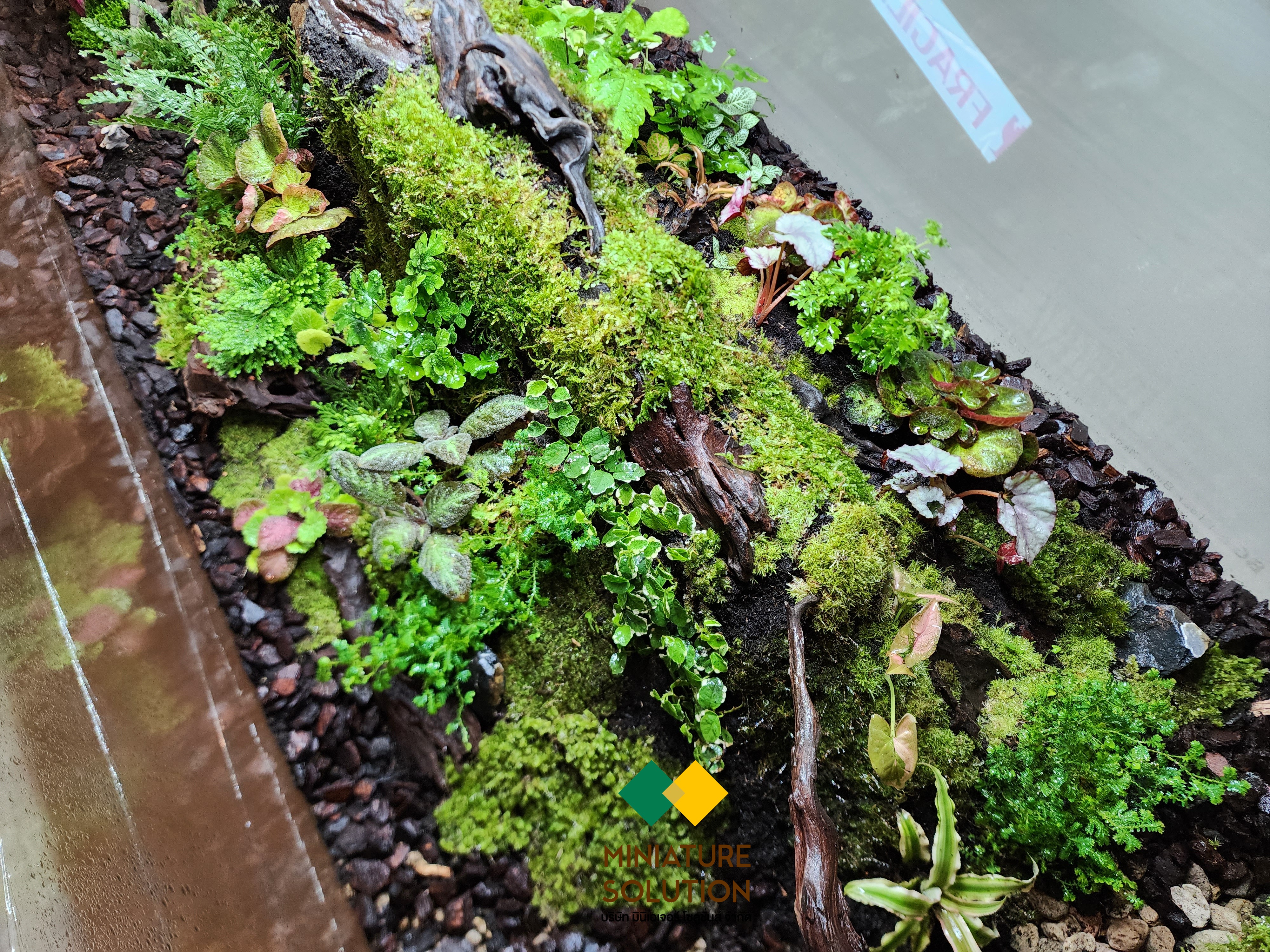 ระบบควบคุมสภาพแวดล้อมภายในตู้ Terrarium ควบคุมความชื้น อุณหภูมิ ที่้เหมาะสมกับพืช ภายในตู้ paludarium