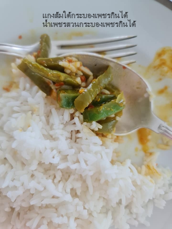 พันธุ์ "มะรุ่ง" No.1A รหัส" ID-PA-A1-5 กระบองเพชรกินได้ สายพันธุ์โอพันเทียฟิคัสอินดิก้า Opuntia Ficus Indica 5 ขนาด ตัดสดให้เลือก